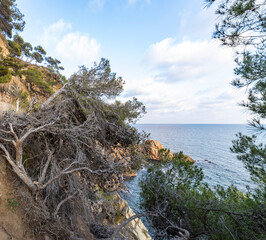A tree with no leaves is on a cliff overlooking the ocean