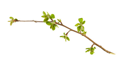 branch of a young spring apple tree twig isolated on white or transparent png