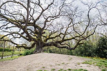 Quercia delle Streghe Lucca