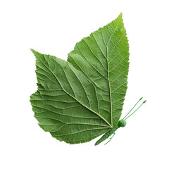 Obraz premium natural conservation concept Green leaf shaped like a butterfly against a dark background. isolated on white background