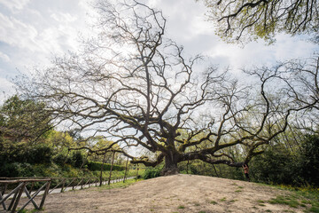 Quercia delle Streghe Gragnano