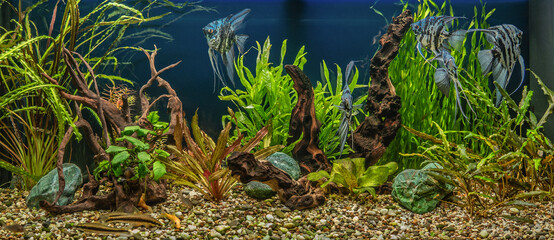 Freshwater aquarium with snags, green stones, tropical fish and water plants. 