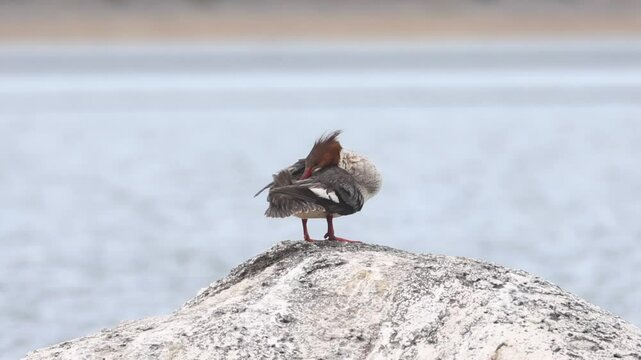 A common merganser hen (Mergus merganser) preens her feathers while perched on a lakeside rock at Eagle Lake in Lassen County, California, surrounded by calm water (slow motion).