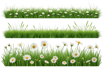 Fresh grass and flowers on transparent background 