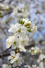 Beautiful spring cherry tree blossom. Close-up of white cherry tree branches blossom in spring.