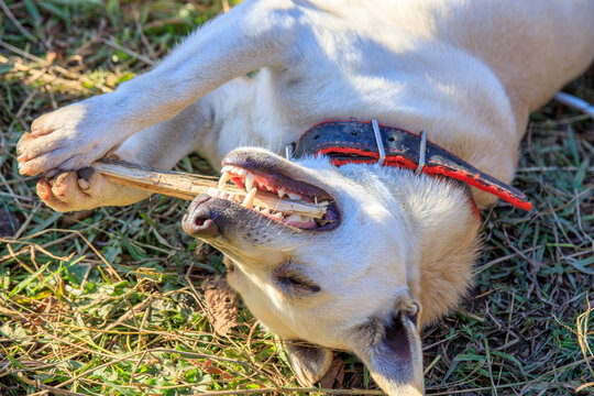 A dog is laying on the grass and chewing on a stick