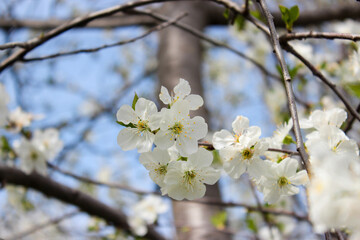 Beautiful spring cherry tree blossom. Close-up of white cherry tree branches blossom in spring.