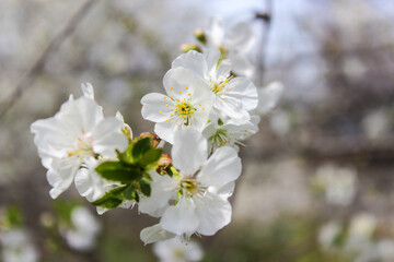 Obraz premium Beautiful spring cherry tree blossom. Close-up of white cherry tree branches blossom in spring.
