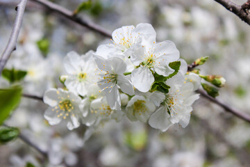 Beautiful spring cherry tree blossom. Close-up of white cherry tree branches blossom in spring.