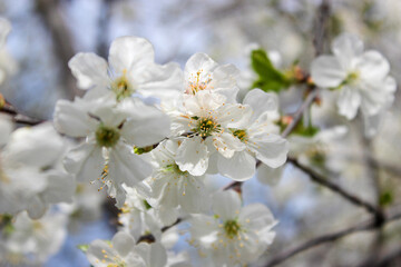 Beautiful spring cherry tree blossom. Close-up of white cherry tree branches blossom in spring.