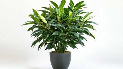 Obraz premium Monstera Deliciosa Plant in a Contemporary Pot - Isolated on white Background (Generative AI)