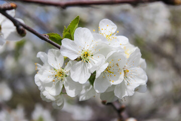Beautiful spring cherry tree blossom. Close-up of white cherry tree branches blossom in spring.