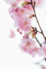 ピンクの陽光桜のクローズアップ　白背景