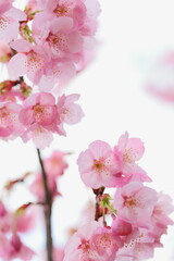 ピンクの陽光桜のクローズアップ　白背景