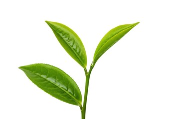 Fresh green tea leaves isolated for beverage and health use isolated on white background