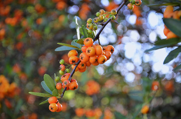 The beautiful fruits of Pyracantha (Pyracantha coccinea) in the garden on a sunny day