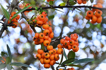 The beautiful fruits of Pyracantha (Pyracantha coccinea) in the garden on a sunny day