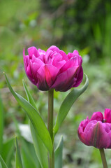 Closeup burgundy peony-shaped tulip Diamant Blue (Blue Diamond) blooming in spring garden .Closeup photo outdoors. Gardening concept. Free copy space.