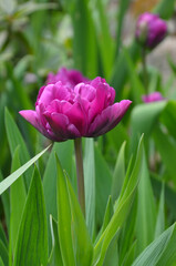  Burgundy tulip ' Blue Diamond 'peony-shaped flower growing on spring flowerbed. Growing tulips, gardening , planting concept. Free copy space.