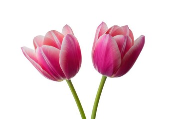 Fototapeta premium Beautiful pink tulips floral arrangement stock photograph isolated on white background
