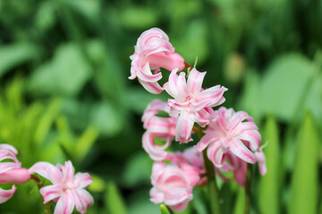Pink hyacinth blooming in the spring garden.