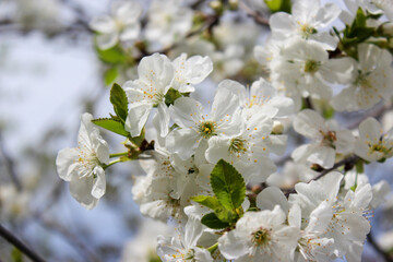 Beautiful spring cherry tree blossom. Close-up of white cherry tree branches blossom in spring.