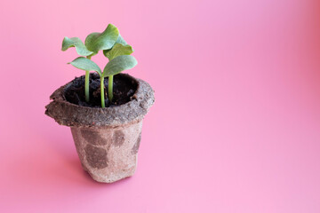 Young Plant Sprouting in Biodegradable Pot Against Pink Backdrop for EcoFriendly Design