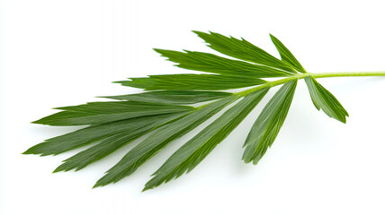 Obraz premium Fresh green leaf with elongated shape and pointed tips, showcasing vibrant color and natural beauty