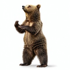 Fototapeta premium Realistic standing brown bear with detailed fur and expressive features against a plain background