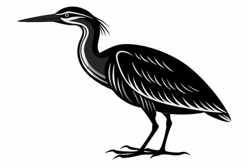 American bittern silhouette black vector