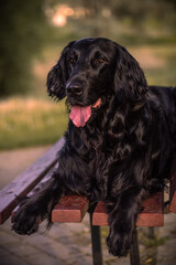 Flat-coated retriever portrait. Black retriever dog outdoor