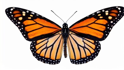Fototapeta premium butterfly monarch isolated