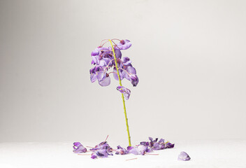 A wisteria flower stands alone, with its petals gently falling, creating a sense of fragility. The flower appears slightly withered, isolated against a white background, 