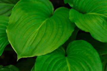 Abstract green leaf texture, nature background, tropical leaf