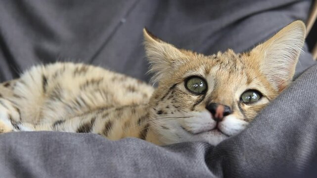F1 hp Savannah purebred cat kitten peacefully sleeping on a cozy hanging chair. This exotic feline with a wild appearance is captured mid-nap, showcasing its spotted coat and elegant posture. Perfect 