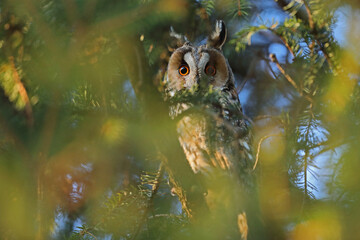 Sowa uszatka (Asio otus), uszata, owl © Bartosz Rakoczy