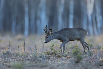 Sarna (Capreolus), roe,  © Bartosz Rakoczy