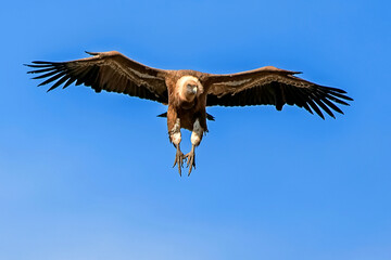 Buitre leonado en vuelo, en el parque natural de Cazorla, Segura y Las Villas.