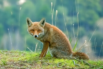 Zorro común o rojo, en el parque natural de Cazorla, Segura y Las Villas.