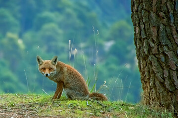 Zorro común o rojo, en el parque natural de Cazorla, Segura y Las Villas.