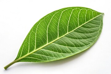 Obraz premium Detailed Green Leaf Showcasing Intricate Vein Patterns Generative AI