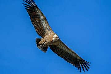 Fototapeta premium Buitre leonado en vuelo, en el parque natural de Cazorla, Segura y Las Villas.