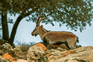 Macho de cabra hispánica pirenaica, en el parque natural de Cazorla, Segura y Las Villas.