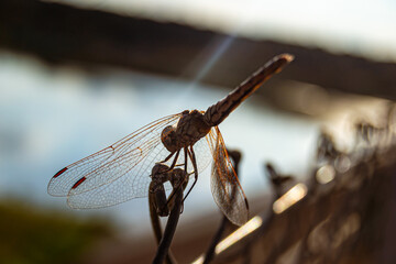 Yellow dragonfly perched on a fence wire
