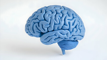 3D Model Of Light Blue Brain On White Background