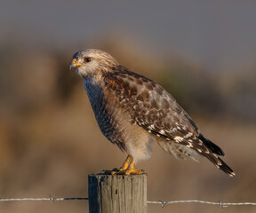 Red shouldered hawk sitting on a post