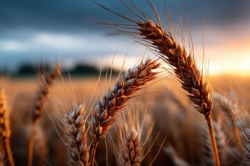 Golden wheat stalks sway gently at sunset in a peaceful rural landscape