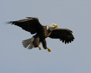 american bald eagle in flight