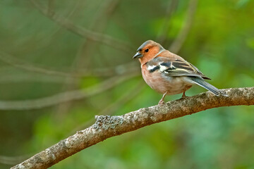 Pinzón común, en el parque natural de Cazorla, Segura y Las Villas.