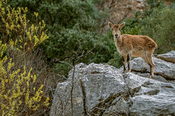 Macho de cabra hispánica pirenaica, en el parque natural de Cazorla, Segura y Las Villas.